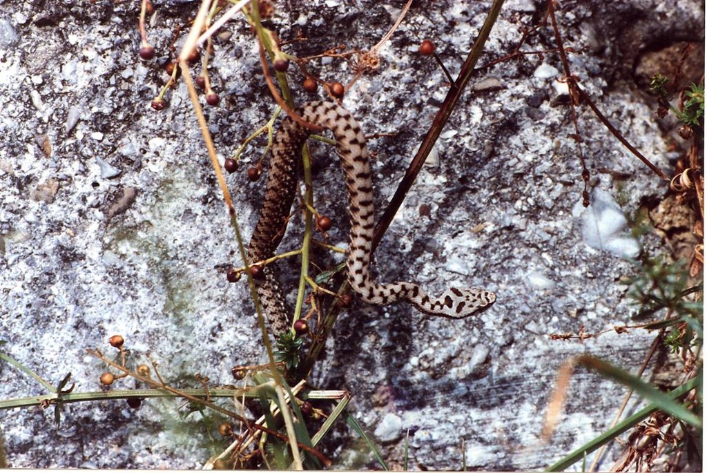 vipera